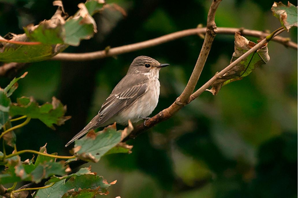 SpottedFlycatcher